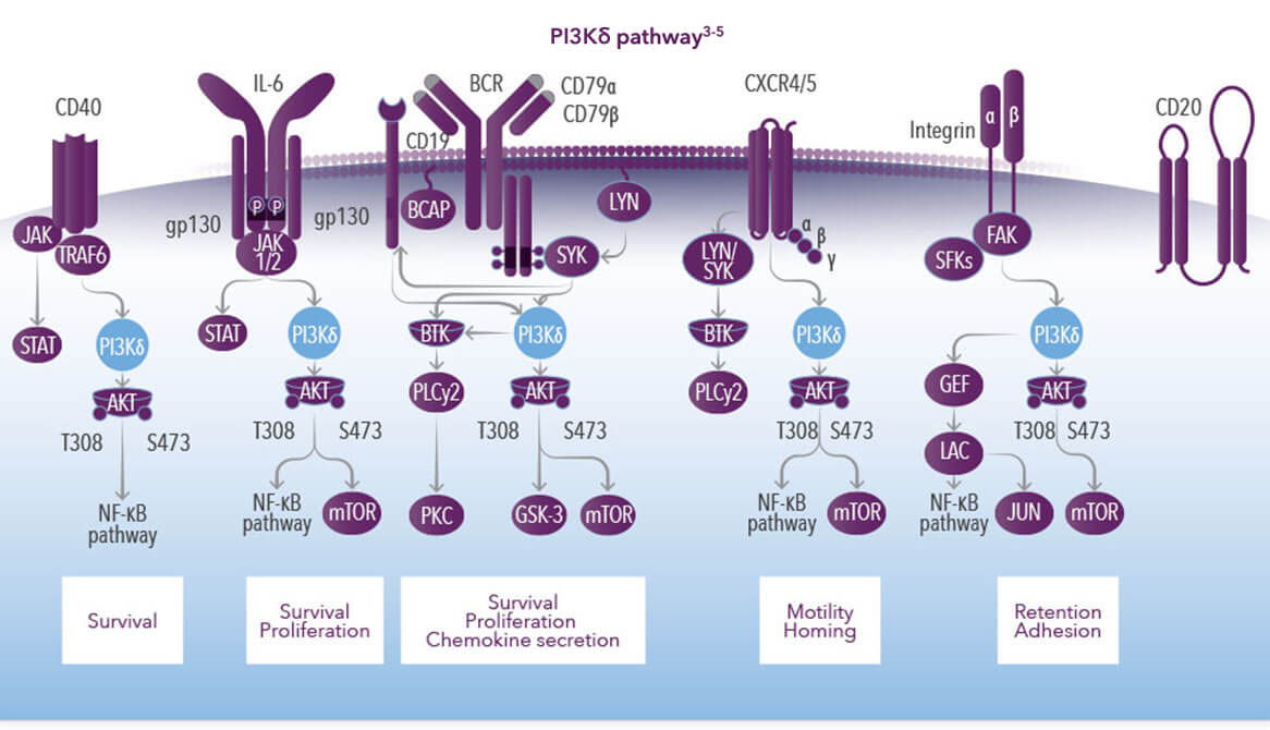 Detailed visualization of the PI3K pathway.